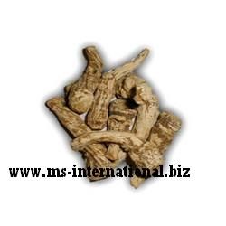 Angelica Root Essential Oil