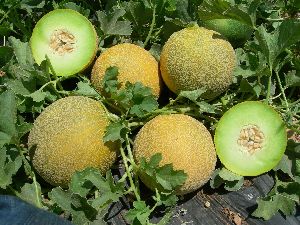 muskmelon seed