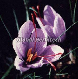 Crocus Sativus Tea