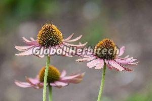 Echinacea Purpurea Tea
