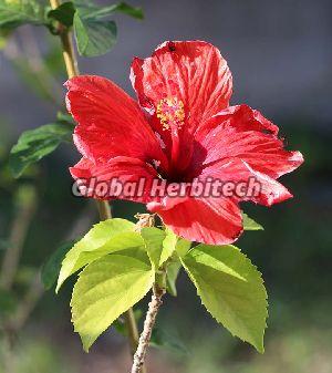 Hibiscus Flower