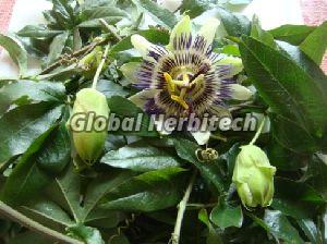 Passiflora Incarnata Tea