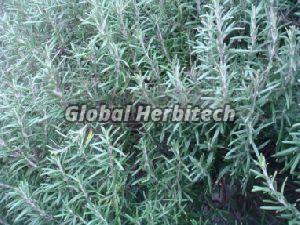 Rosmarinus Officinalis Tea
