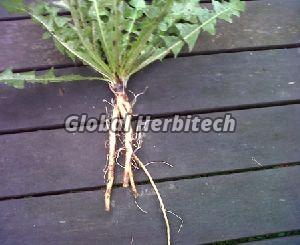 Taraxacum Officinale Roots