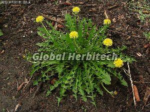 Taraxacum Officinale Tea