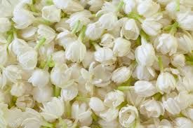 Madurai Jasmine Flower