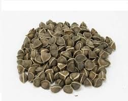 Moringa Seeds