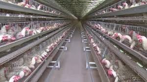 Poultry Battery Cages