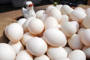 duck hatching eggs