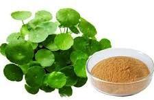 Bacopa Monnieri Extract