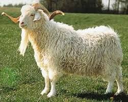 goat wool