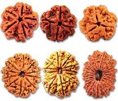 Rudraksha