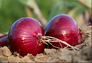 Organic Onion