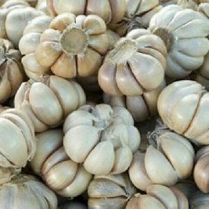organic fresh garlic