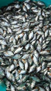 Rupchanda Fish Seeds