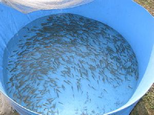 Sea Bass Fish Seeds