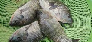 Tilapia