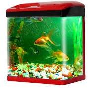 Fish Aquarium