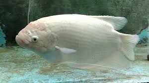 Gaura Fish