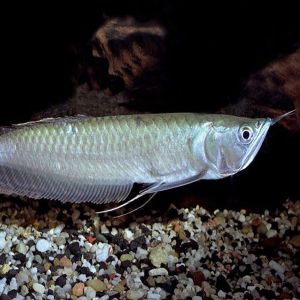 Arowana Fish