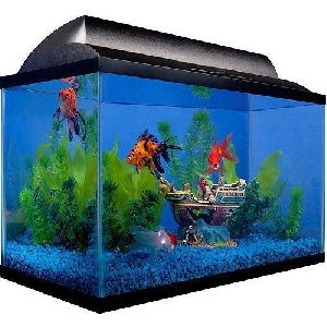 Fish Aquarium