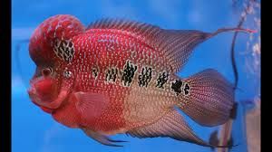 floran fish