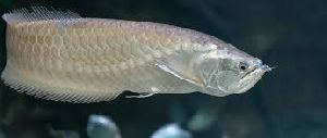 Arowana Aquarium Fish