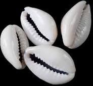 cowrie shells