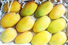 kesar mango