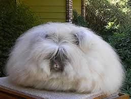 angora wool