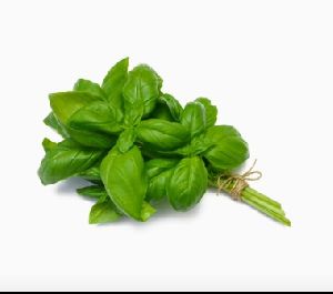 Fresh Basil Leaves