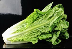 Fresh Romaine Lettuce