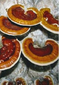 Ganoderma Mushroom