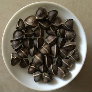 Moringa Seeds