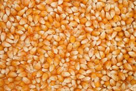 Organic Maize Seeds