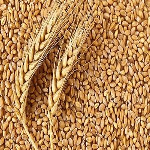 Organic Wheat Seeds