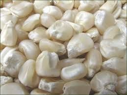 White Maize Seeds