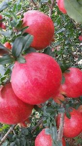 Fresh Pomegranates