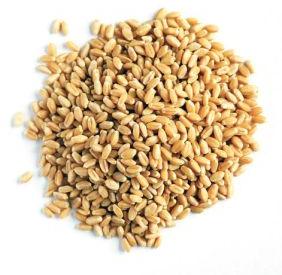 Dried Wheat Seeds