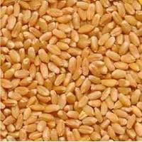 indian wheat seeds