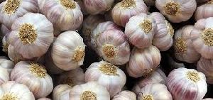 Fresh White Garlic