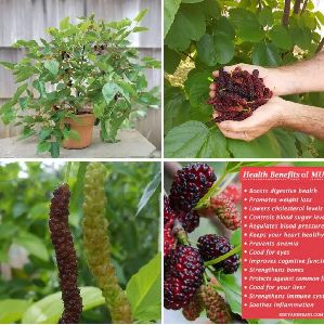 Black Mulberry Plant