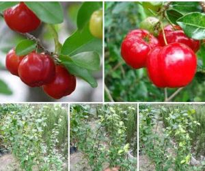 Cherry Plant