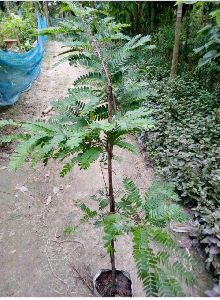 Thai Tamarind Plant