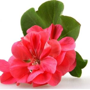 Geranium Essential Oil