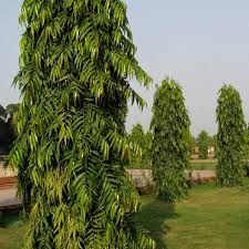 Ashoka Pendula Plant