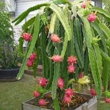 dragon fruit plant