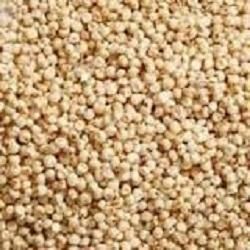 Jowar Seeds