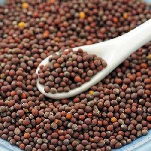 Mustard Seeds