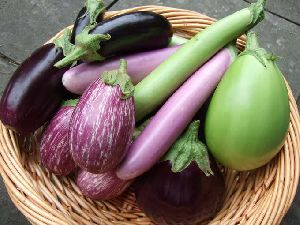 Fresh Brinjal